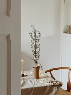 Sélection M Sapin cèdre New